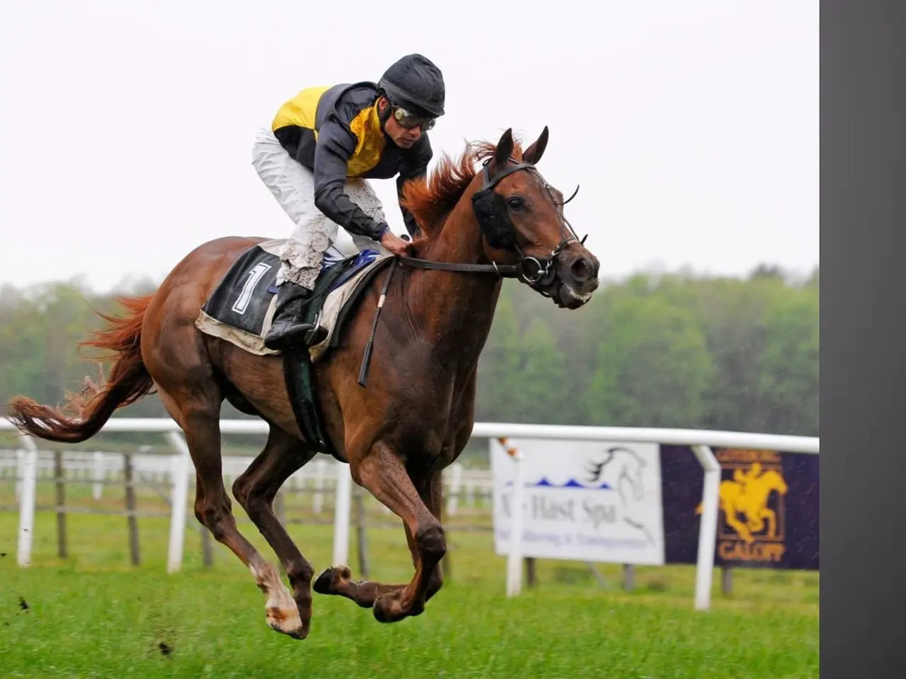 Jockey på galophest under løb